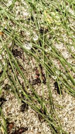 Close-up of lizard