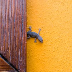 Close-up of lizard on yellow wall