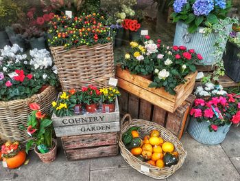 High angle view of potted plants in basket