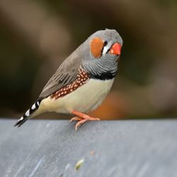 Close-up of bird perching outdoors