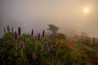 Spring plants in foggy morning