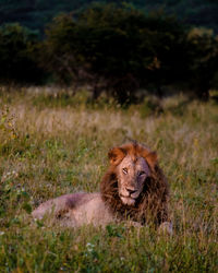 Lioness sitting on field