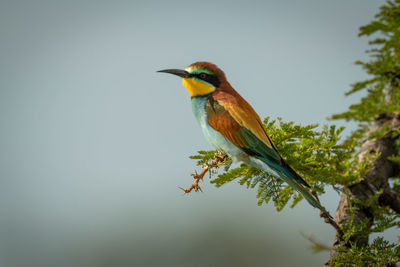 European bee-eater perched on branch in profile