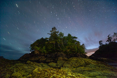 Trees against sky at night