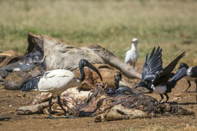 Flock of pigeons on field