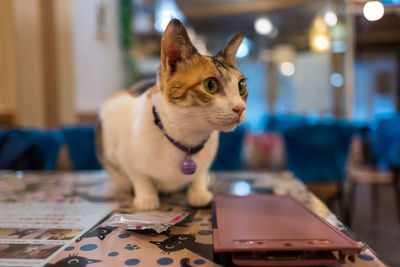 Close-up of a cat looking away