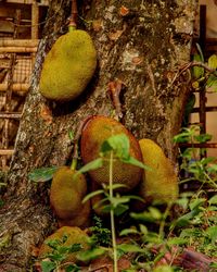 Close-up of fruits on tree trunk