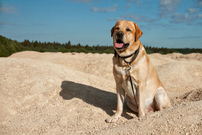 View of a dog looking away