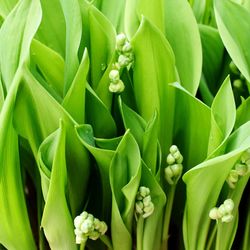 Full frame shot of flowering plants