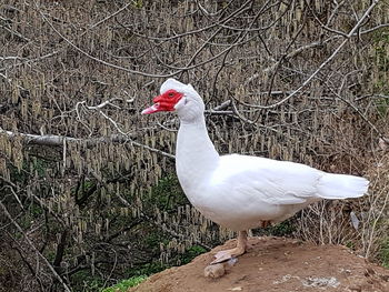 Close-up of swan