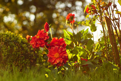 Close-up of red flowers blooming outdoors