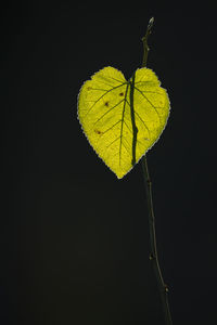 Close-up of leaf over black background