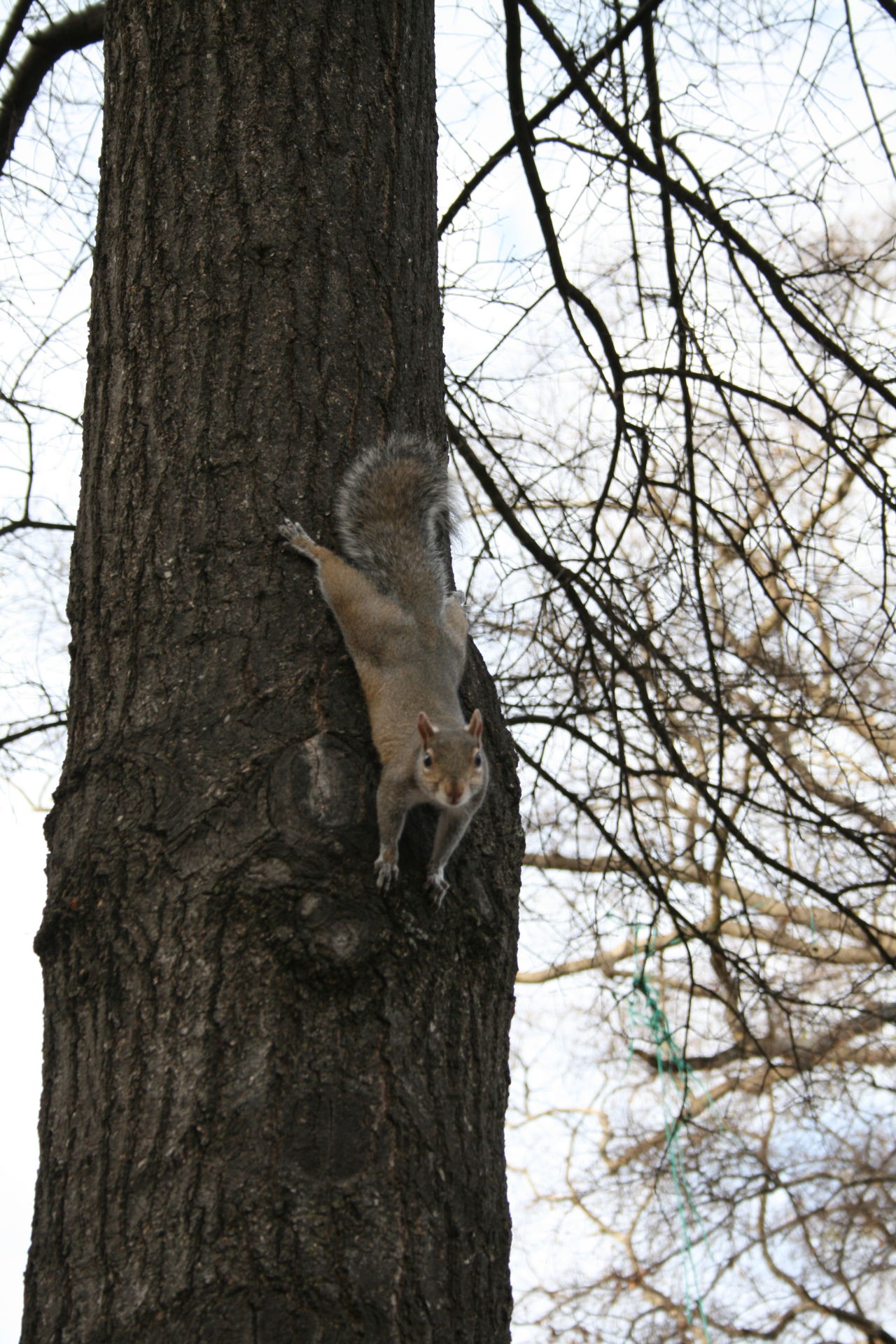 Close up squirrel