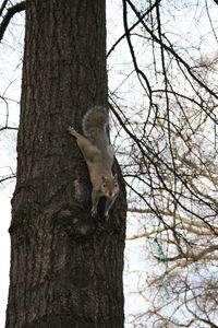 Low angle view of bare tree