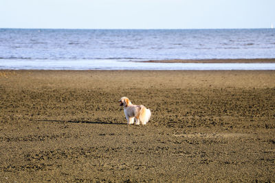 Dog on beach against sky