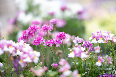 Close-up of pink flowering plants on field