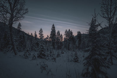 Pine trees on snow covered mountain against sky