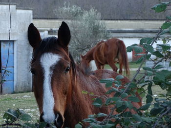 Horses in a horse