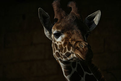 Close-up of giraffe