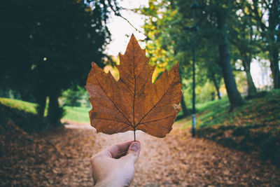 Close-up of maple leaves