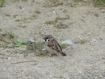 High angle view of bird on land