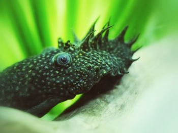 Close-up of catfish in tank