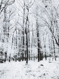 Bare trees on snow covered land