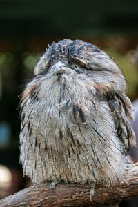 Close-up of sleeping owl