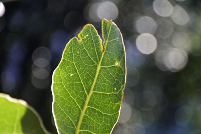 Close-up of green leaves