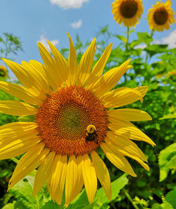 Close-up of honey bee on sunflower