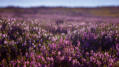 Close-up of purple flowering plants on field