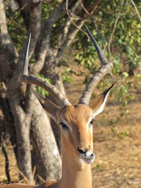 Chewing male impala