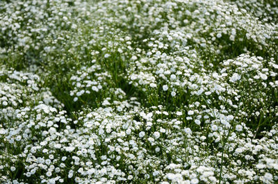 Close-up of white flowers blooming in winter
