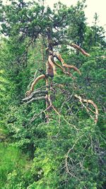 Low angle view of tree