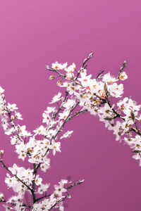 Low angle view of cherry blossom tree