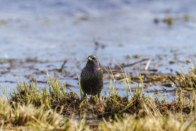 Bird perching on a field