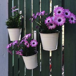 Close-up of purple flowers blooming on potted plant