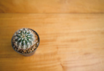 Close-up of cactus on table