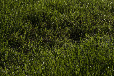 Full frame shot of grassy field