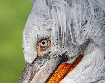 Dalmatian pelican - detail of the eye