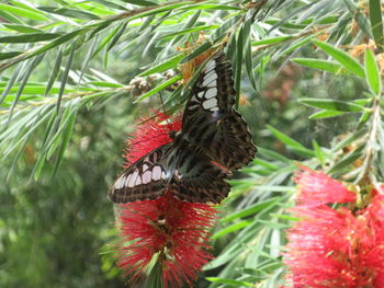 Close-up of butterfly on plant