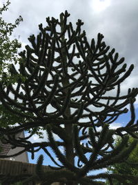 Low angle view of tree against sky