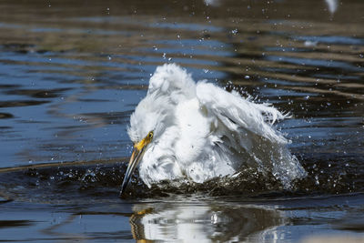 View of duck swimming in lake