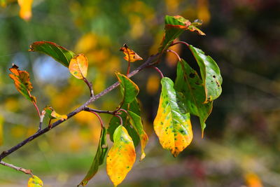 Close-up of insect on plant