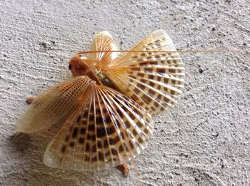 Close-up of butterfly on floor