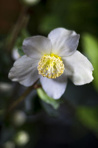 Close-up of white flowering plant