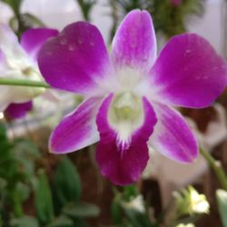 Close-up of pink flowers