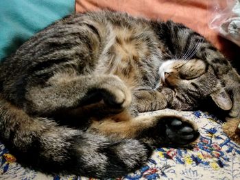 Close-up of cat sleeping on bed