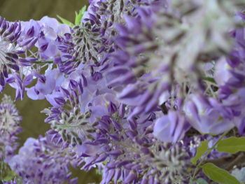 Close-up of purple flowering plants