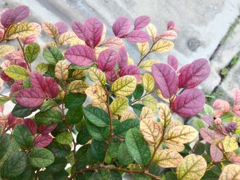 Close-up of pink flowering plant leaves